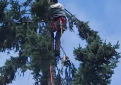 Reliable Tree Service